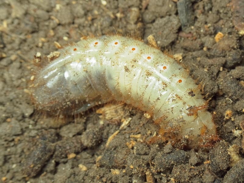 Coleoptera Linnaeus, 1758